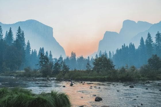 Misty valley with a river and pine trees