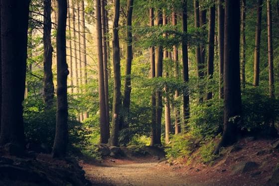 Path through a forest of tall trees